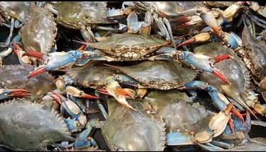 ���� ����� ������� ����� ������ ����� �9�1 ����� ����� ���� ����� 2026