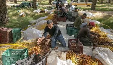  ������ ������ �������� ���� ���� �� ������� ��������� ���� ���� 2025 / 2026