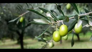 ���� ������� ������ ��������:  ���� ��� ���� ������� �� ���� ��� ����� �� ����� ������ ���� ������� �� ��� �����