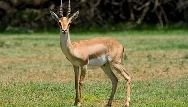 ���� �������: ���� ��� ������ �� ���� �������� ��� ����� ����